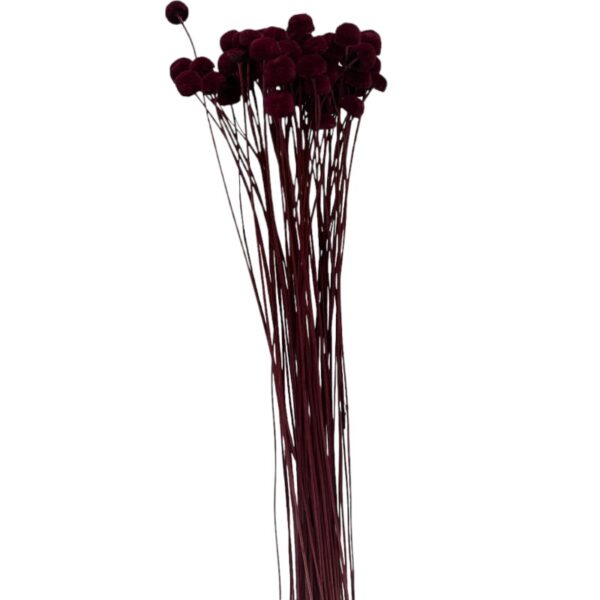 Dry wine color botao - Image 2