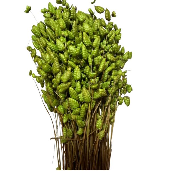 Dry pistachio green Briza Max