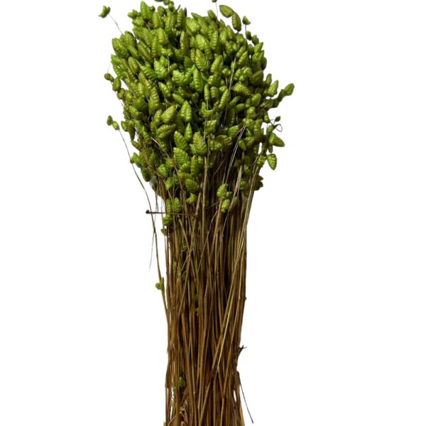 Dry pistachio green Briza Max - Image 2