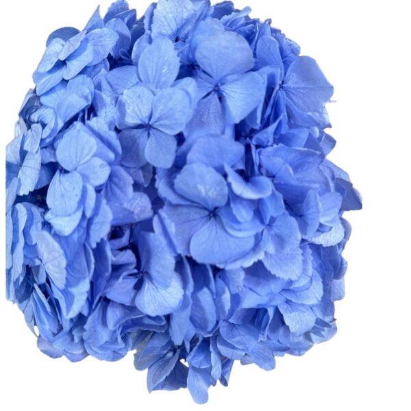 Preserved Hydrangea violete 89 - Image 2