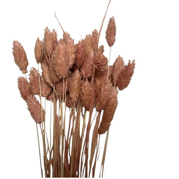 Dry Phalaris mauve - Image 2