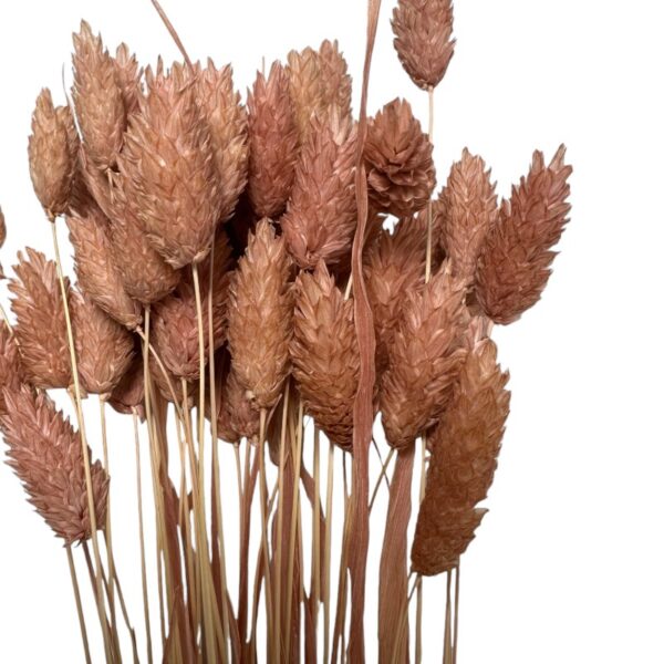 Bunch of dry mauve Phalaris
