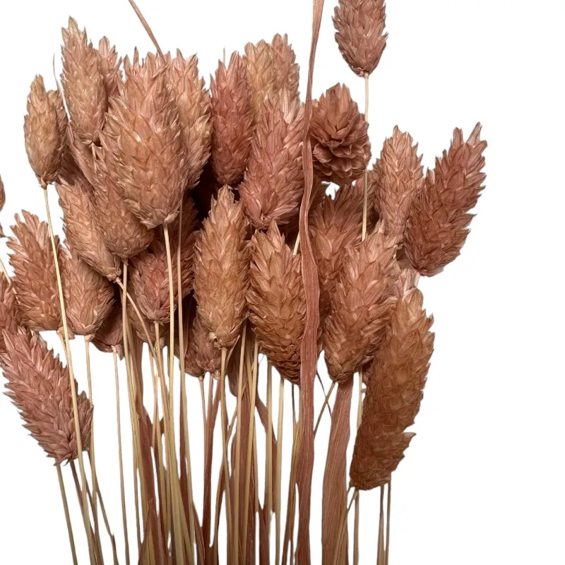 Bunch of dry mauve Phalaris