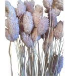 Bunch of light lilac Phalaris.