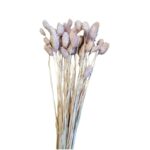 Dry Phalaris light lilac - Image 2