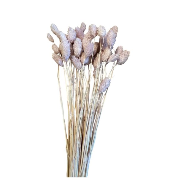 Dry Phalaris light lilac - Image 2