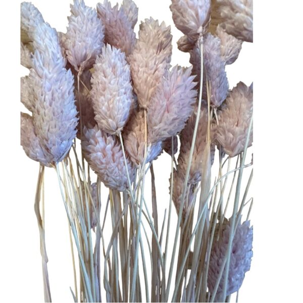 Bunch of light lilac Phalaris.