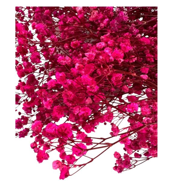 Preserved fuchsia Gypsophila