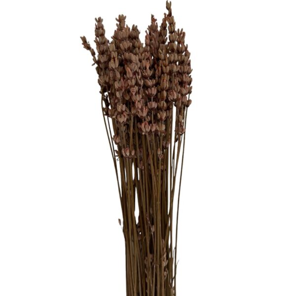 Dry light pink Lavender - Image 2