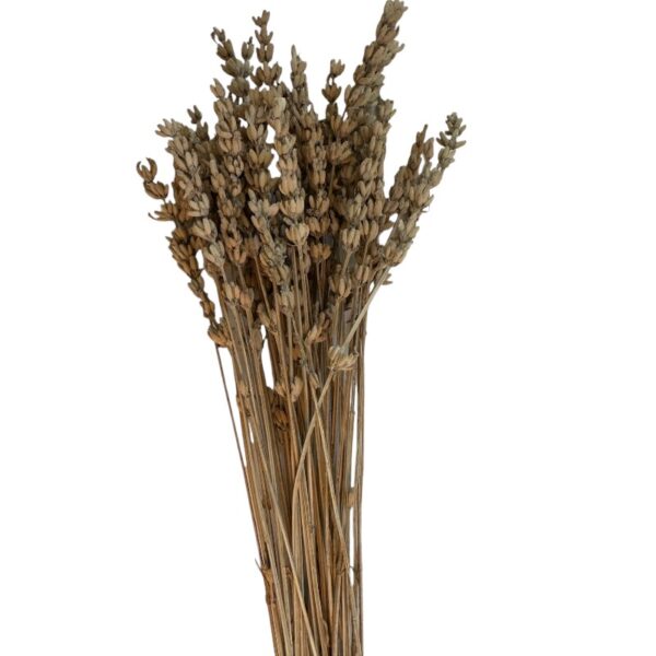 Dry white Lavender - Image 2