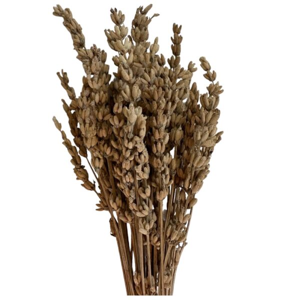 Dry white Lavender