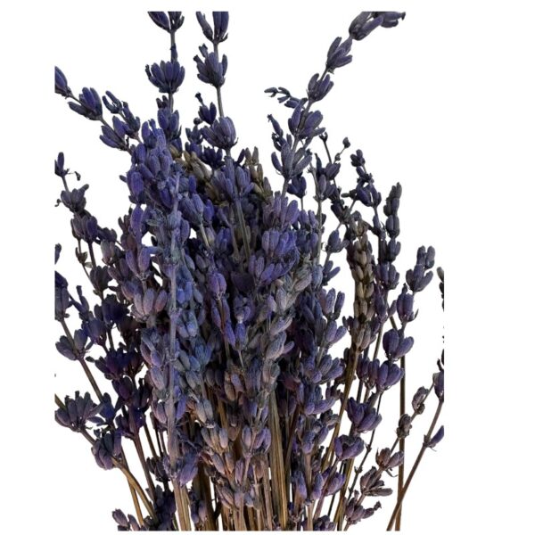 Dry lilac Lavender