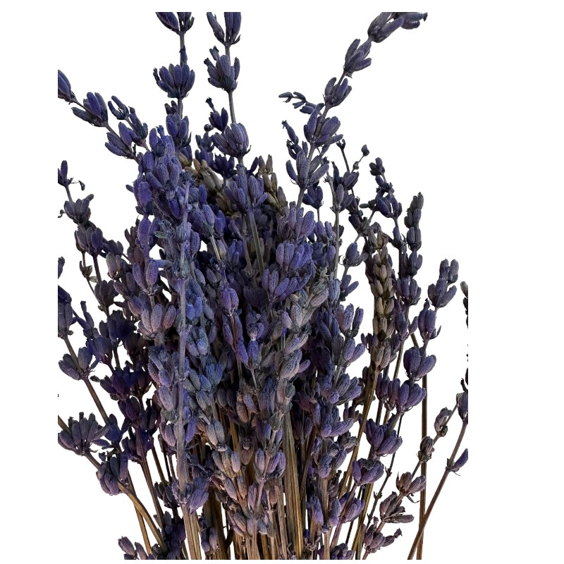 Dry lilac Lavender