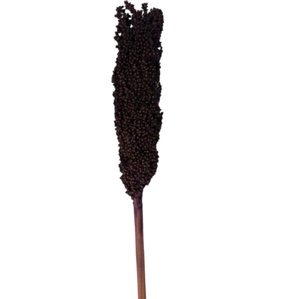 Dry purple Sorghum small