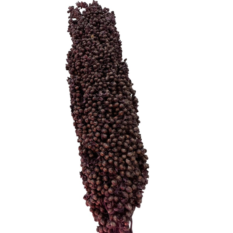 Dry purple Sorghum big