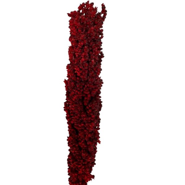 Dry red Sorghum small - Image 3