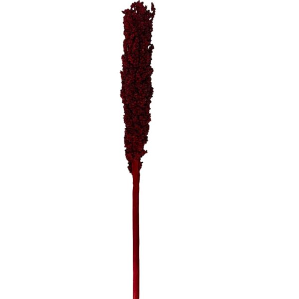 Dry red Sorghum small - Image 2