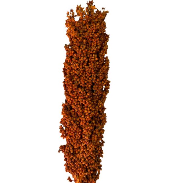Dry orange Sorghum big