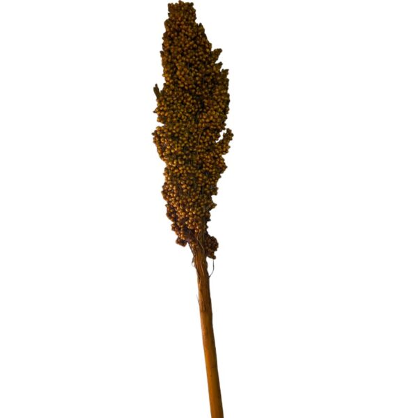 Dry yellow Sorghum small