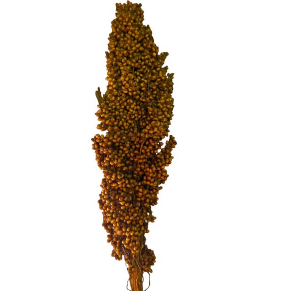 Dry yellow Sorghum big