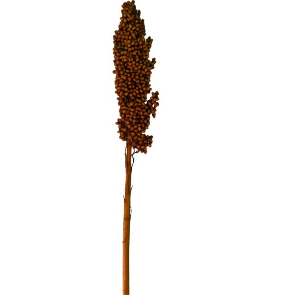 Dry orange Sorghum small - Image 2