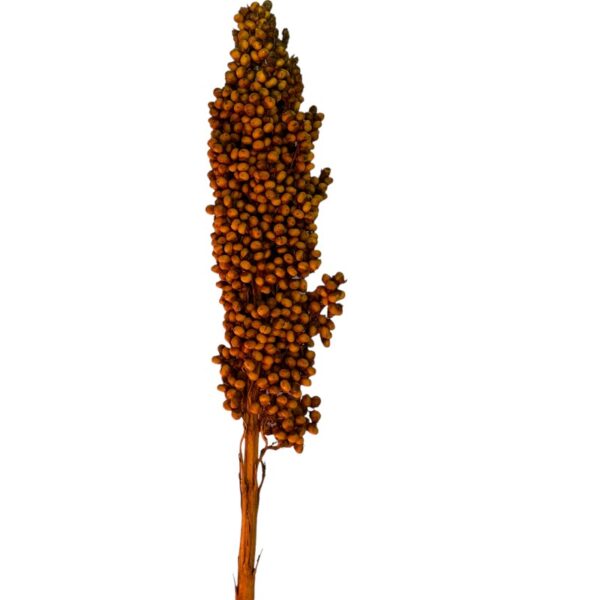 Dry orange Sorghum small