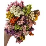 Dry bouquet Oxodia Daisy mix color