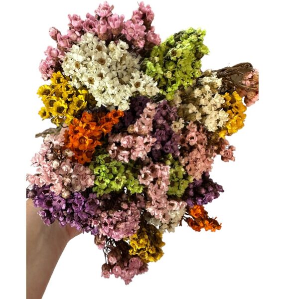 Dry bouquet Oxodia Daisy mix color