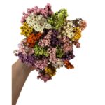 Dry bouquet Oxodia Daisy - Image 2