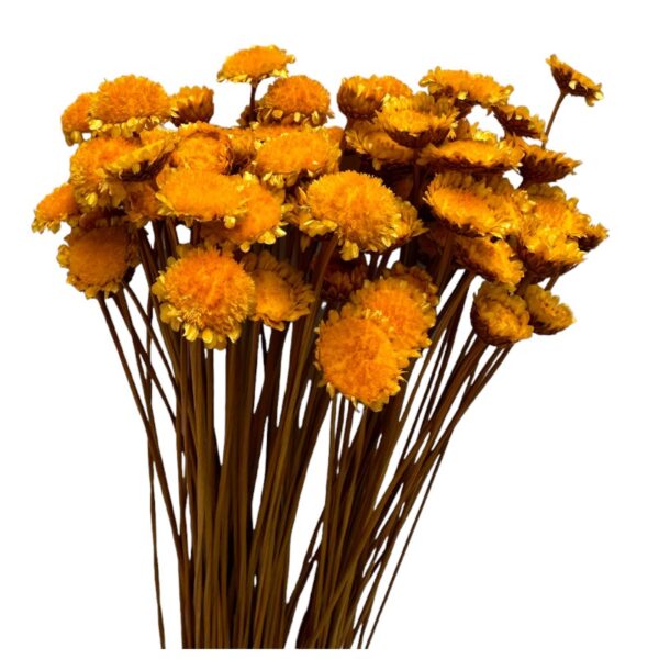 Dry yellow Margaret