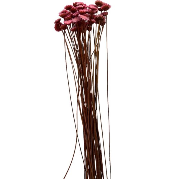 Dry pink Margaret - Image 2