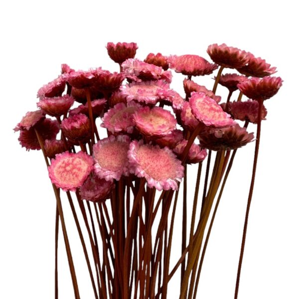 Dry pink Margaret