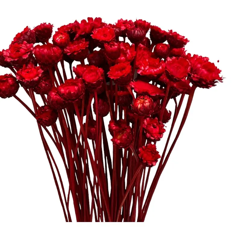 Dry red Margaret