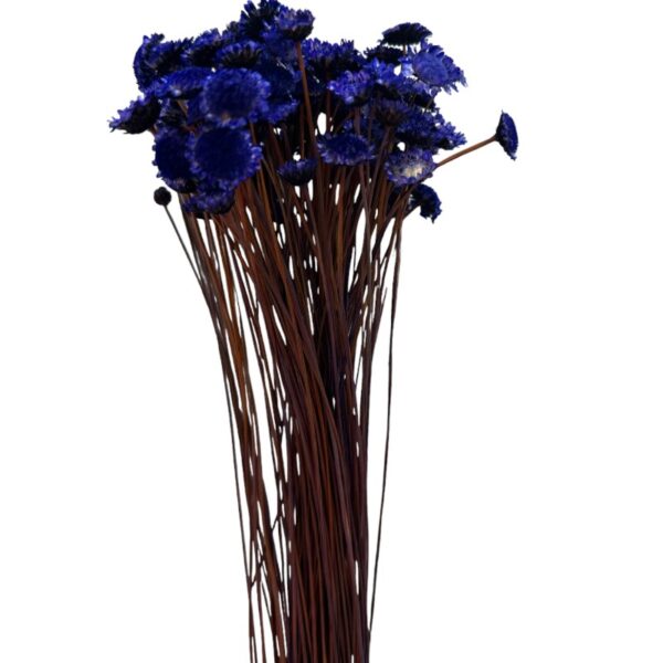 Dry dark purple Margaret - Image 2