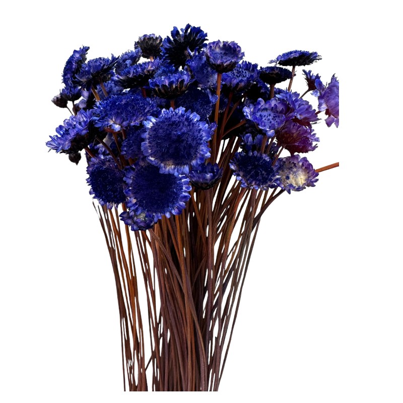 Dry dark purple Margaret