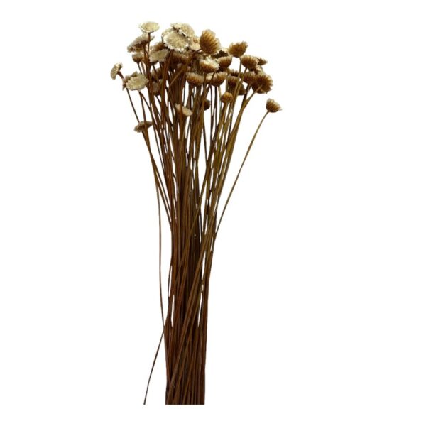 Dry natural Margaret - Image 2