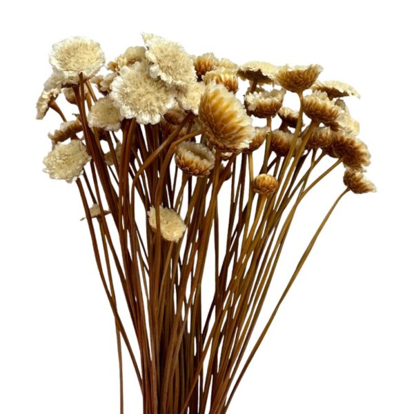 Dry natural Margaret
