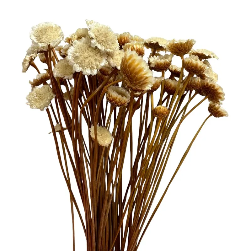 Dry natural Margaret