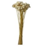 Dry white Margaret - Image 2