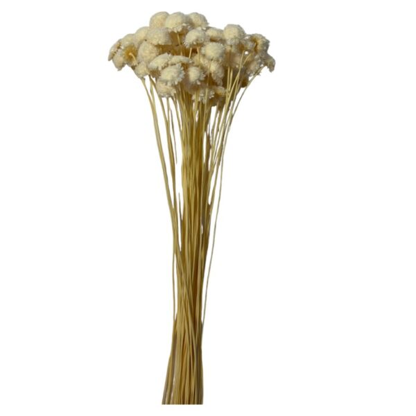 Dry white Margaret - Image 2