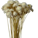Dry white Margaret