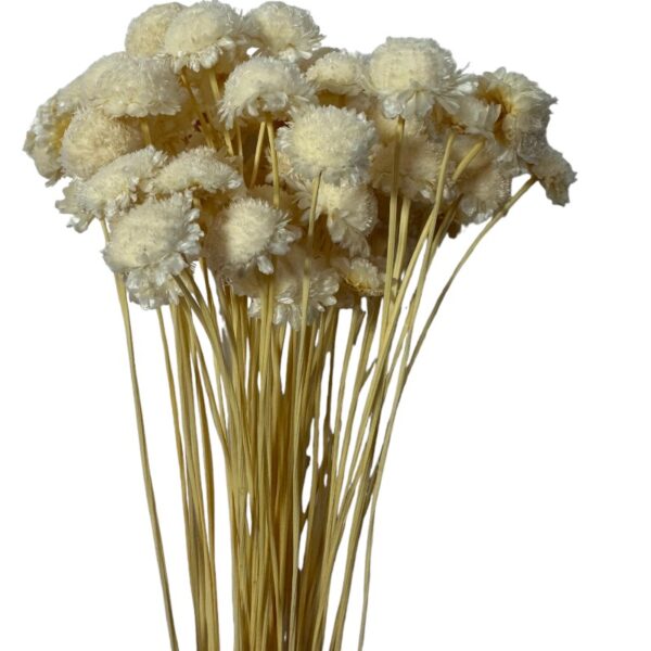 Dry white Margaret
