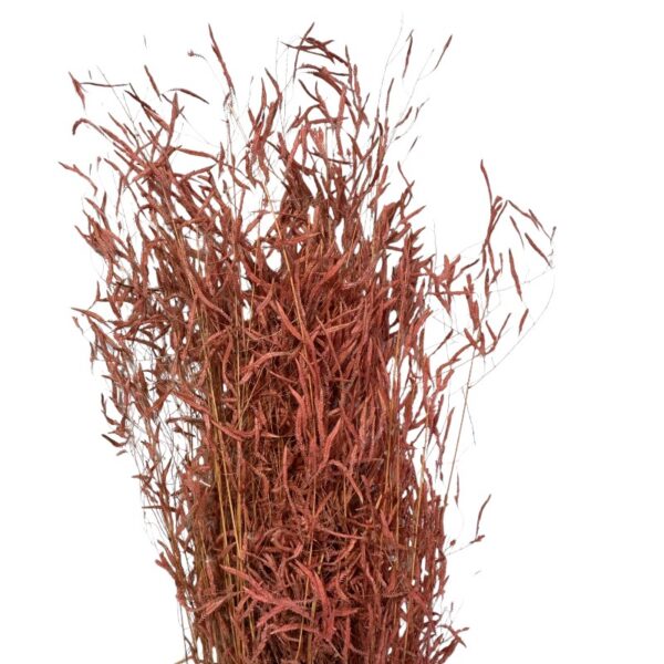 Dry light red Munni