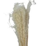 Dry white Munni - Image 2