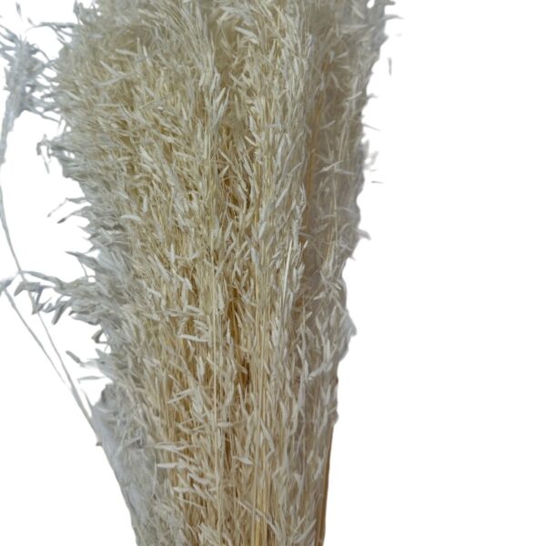 Dry white Munni