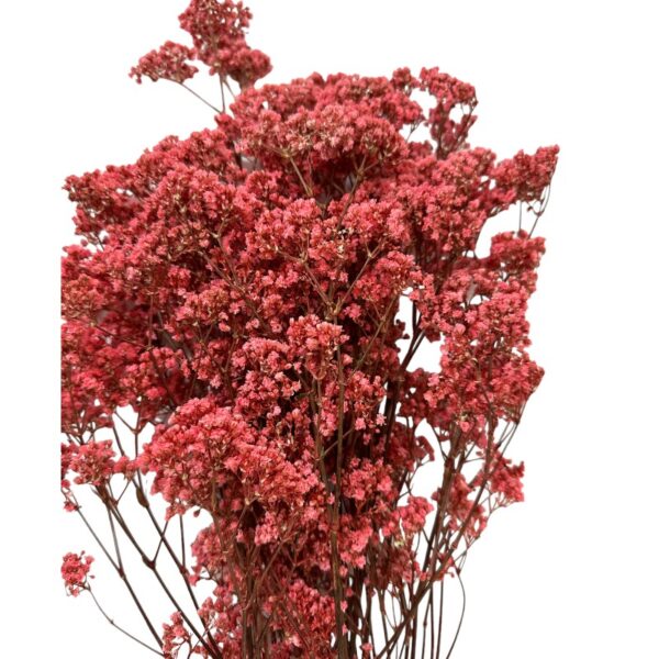 Preserved pink Gypsophila Million Daisy