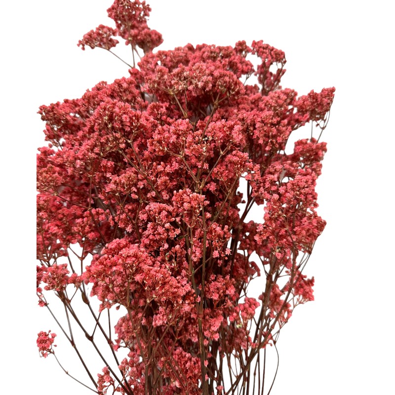 Preserved pink Gypsophila Million Daisy