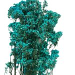 Preserved blue Gypsophila MillionDaisy