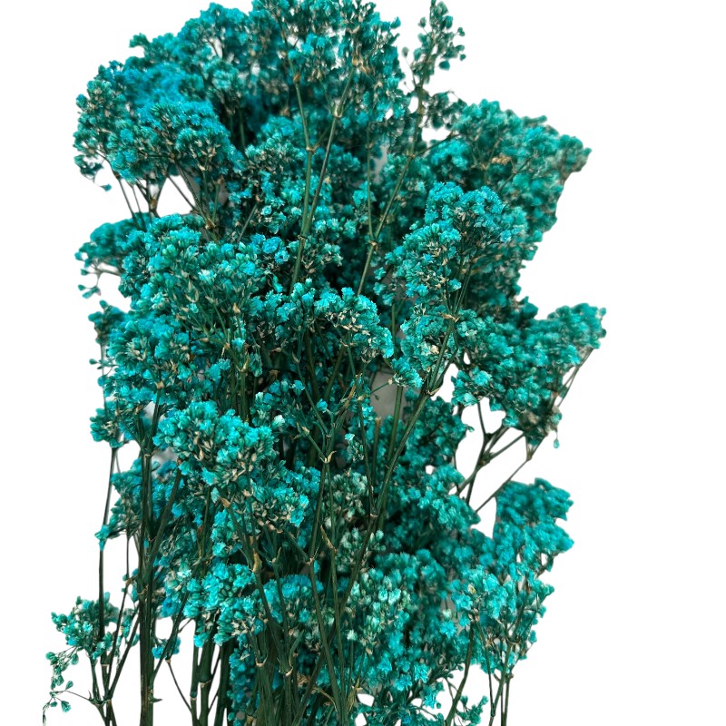 Preserved blue Gypsophila MillionDaisy