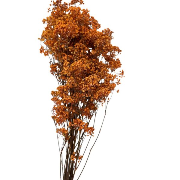 Preserved salmon Gypsophila MillionDaisy - Image 2